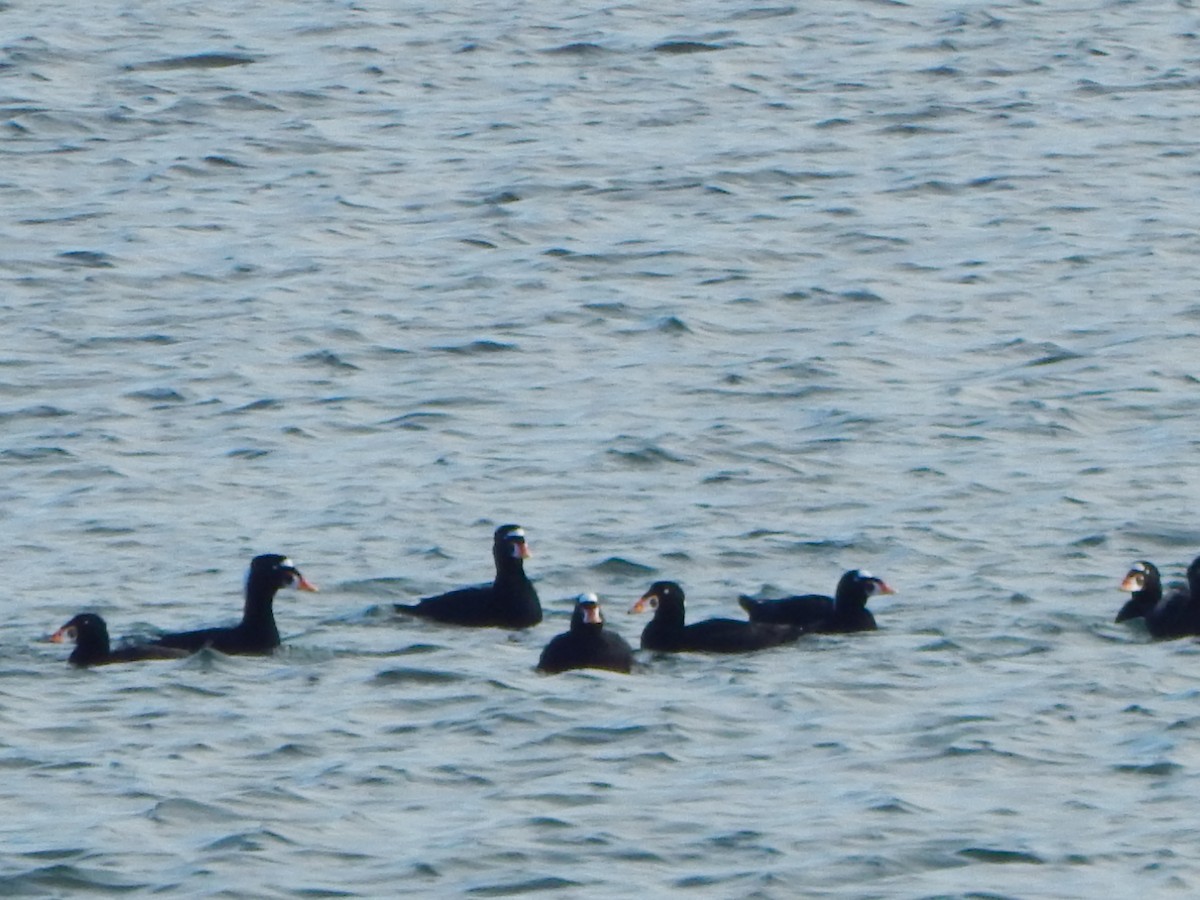 Surf Scoter - ML645740797