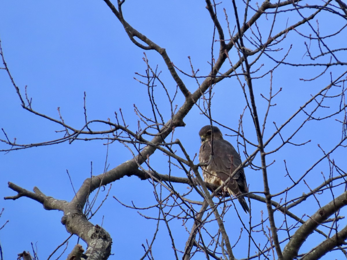 Merlin - ML645740806