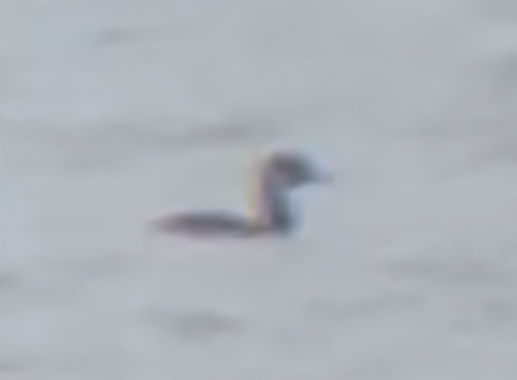 Red-necked Grebe - ML645740809