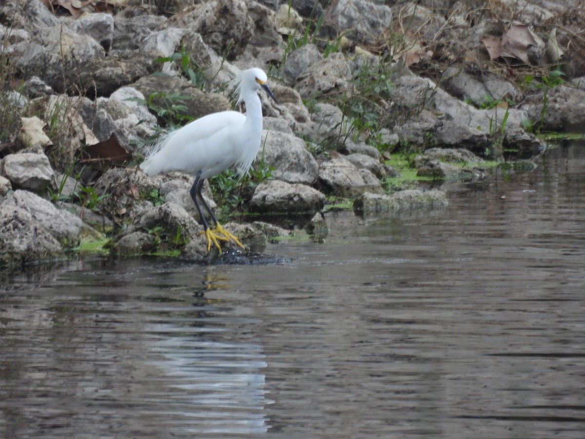 Snowy Egret - ML645740813