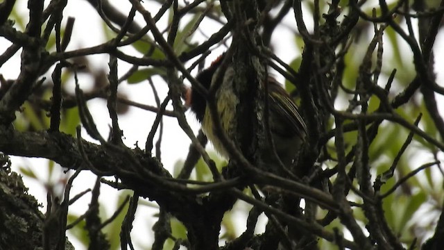Black-collared Barbet - ML645740817