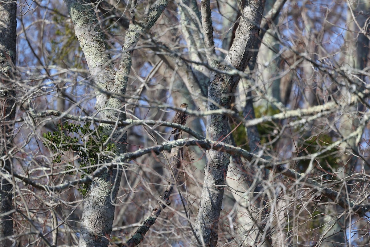 Sharp-shinned Hawk - ML645740818