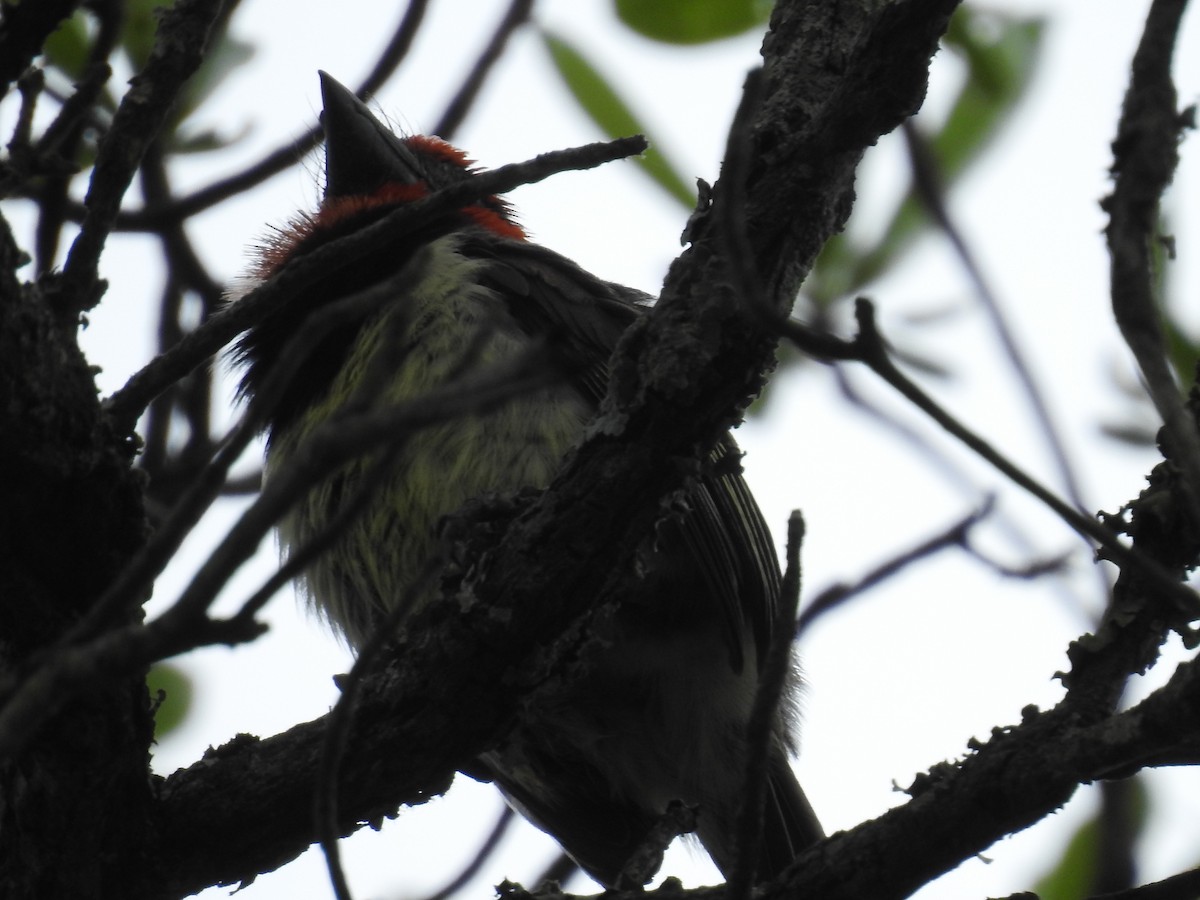 Лібія чорношия - ML645740829