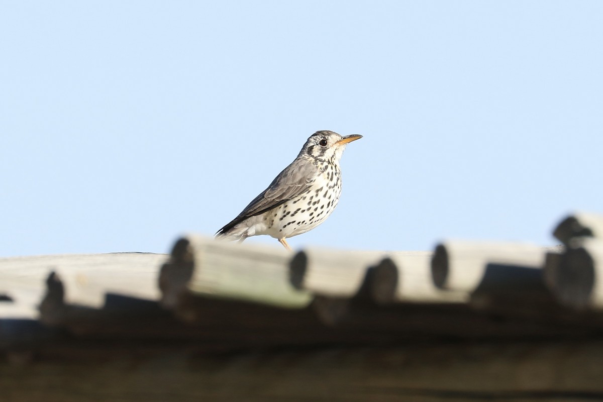 Groundscraper Thrush - ML645740832