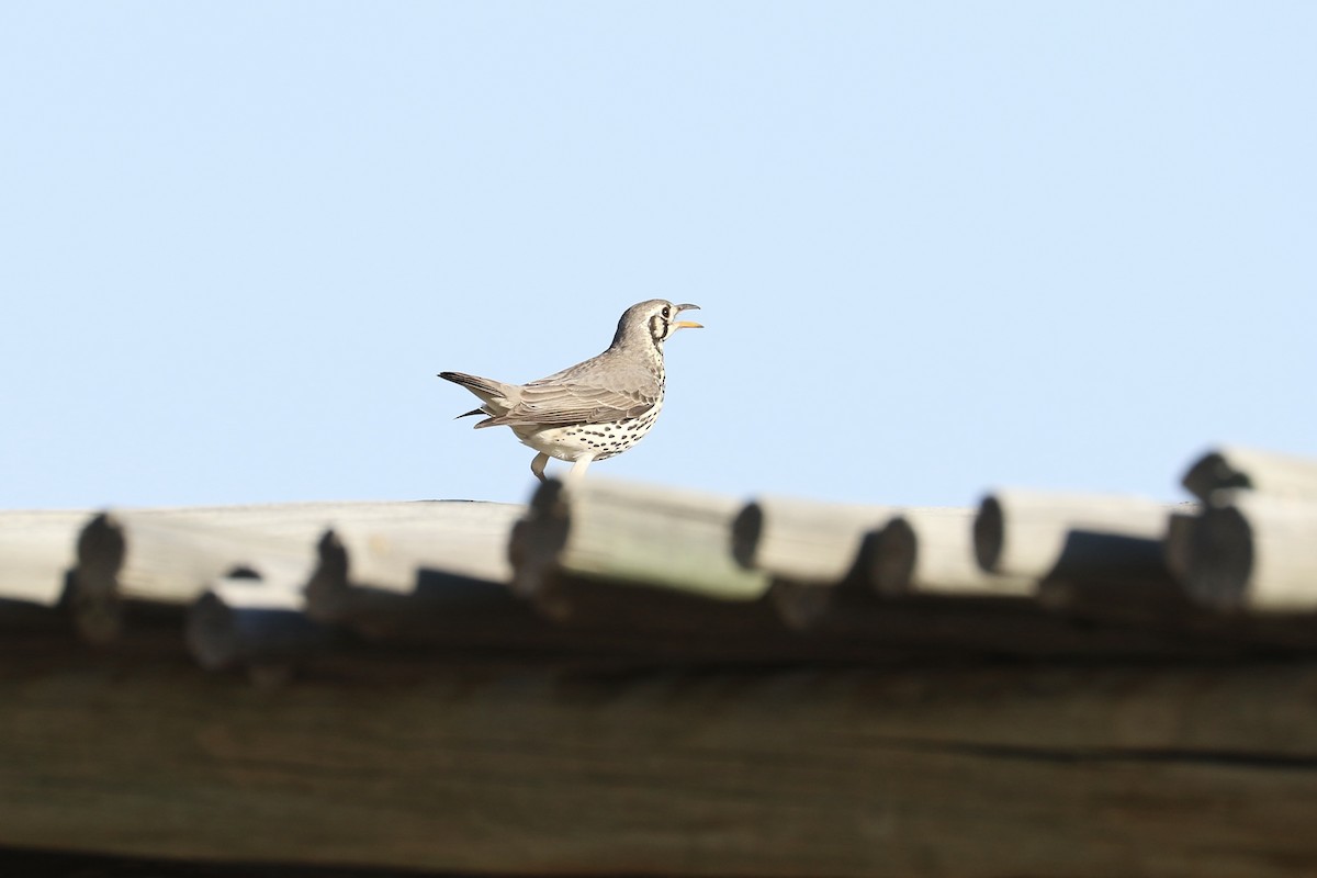 Groundscraper Thrush - ML645740833