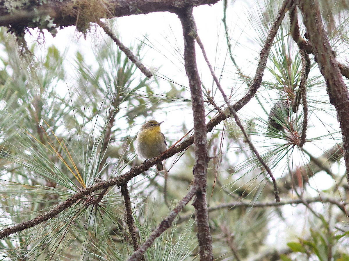 Pine Warbler - ML645740834