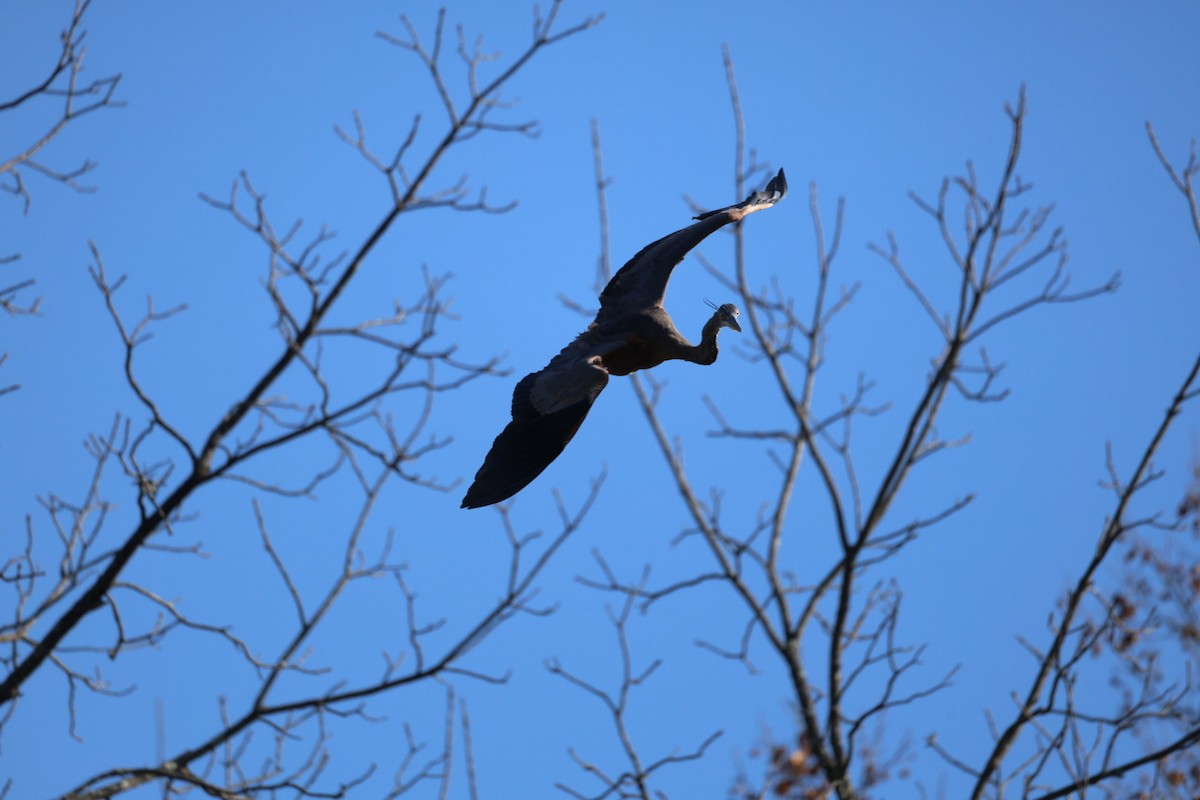Great Blue Heron - ML645740835