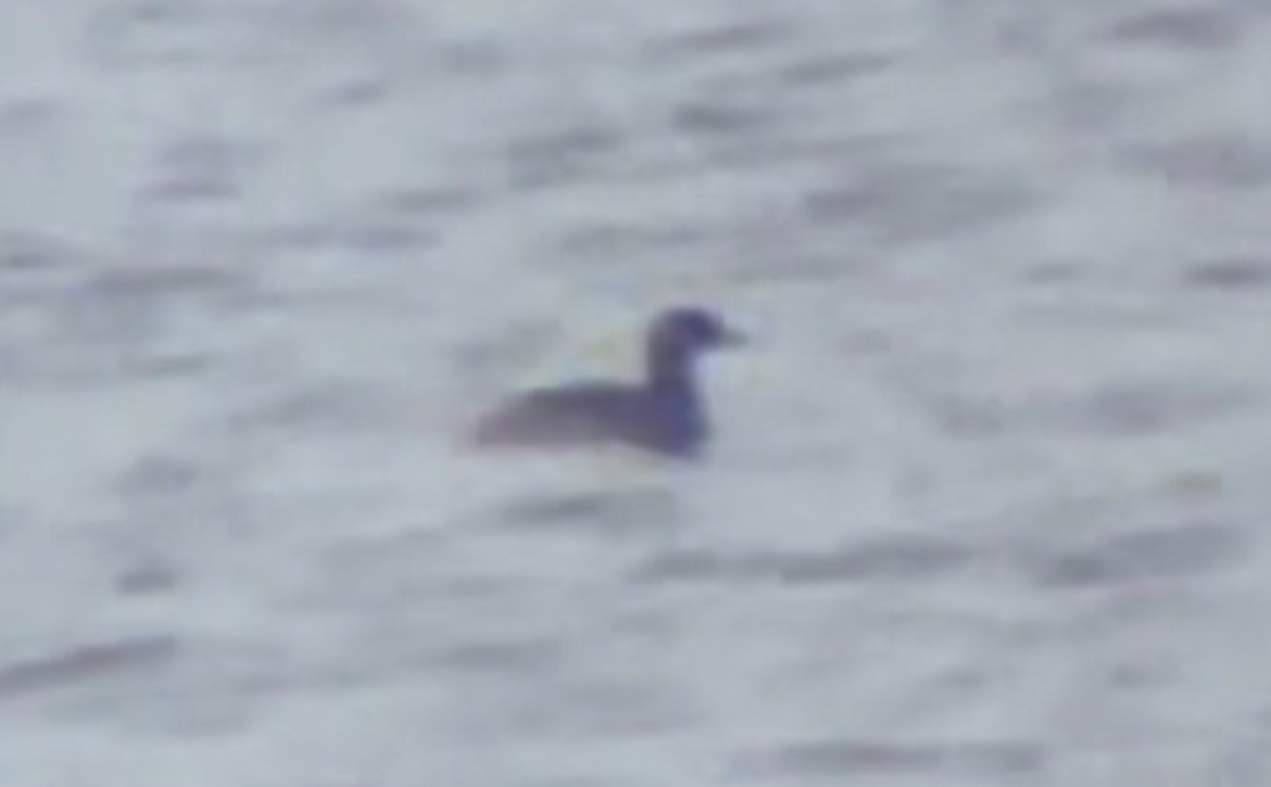 Red-necked Grebe - ML645740836