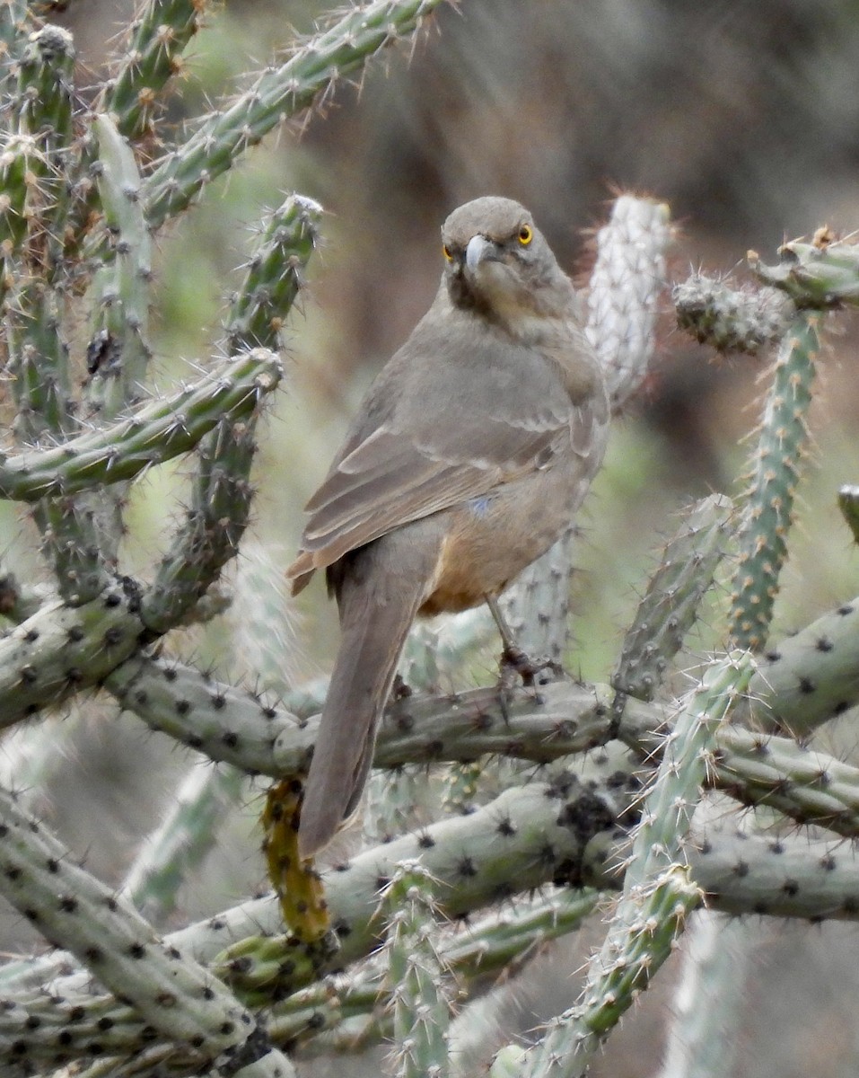 Curve-billed Thrasher - ML645740838