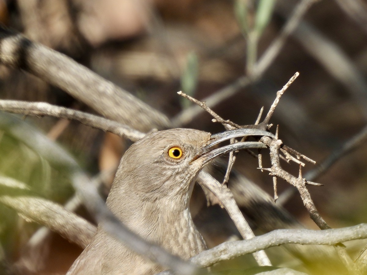 Curve-billed Thrasher - ML645740841