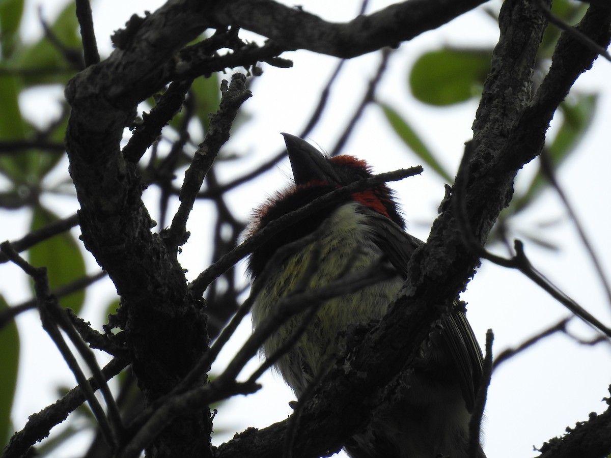 Лібія чорношия - ML645740843