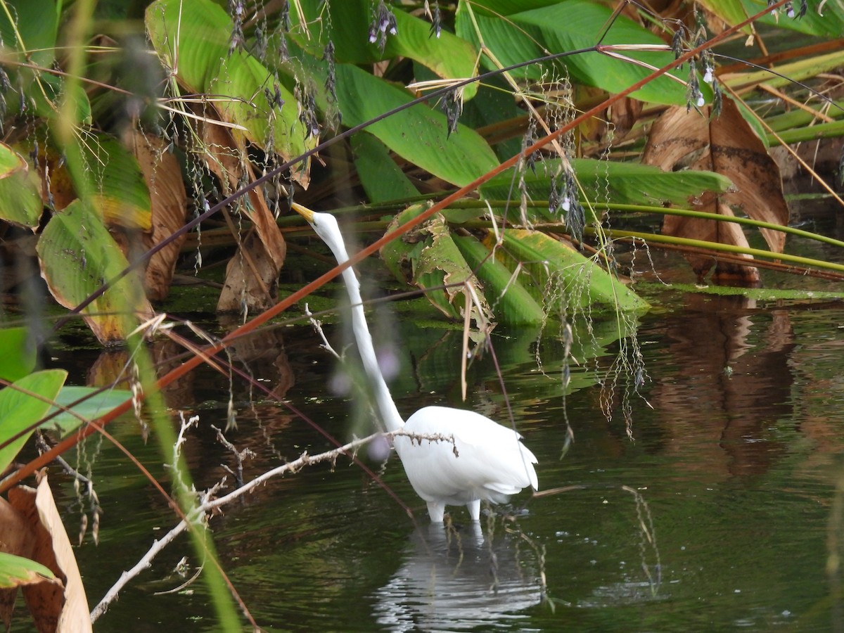 大白鷺 - ML645740846