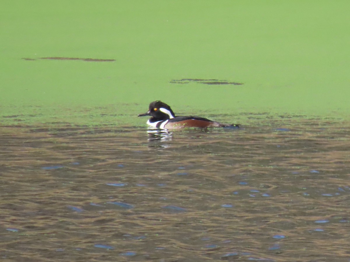 Hooded Merganser - ML645740847