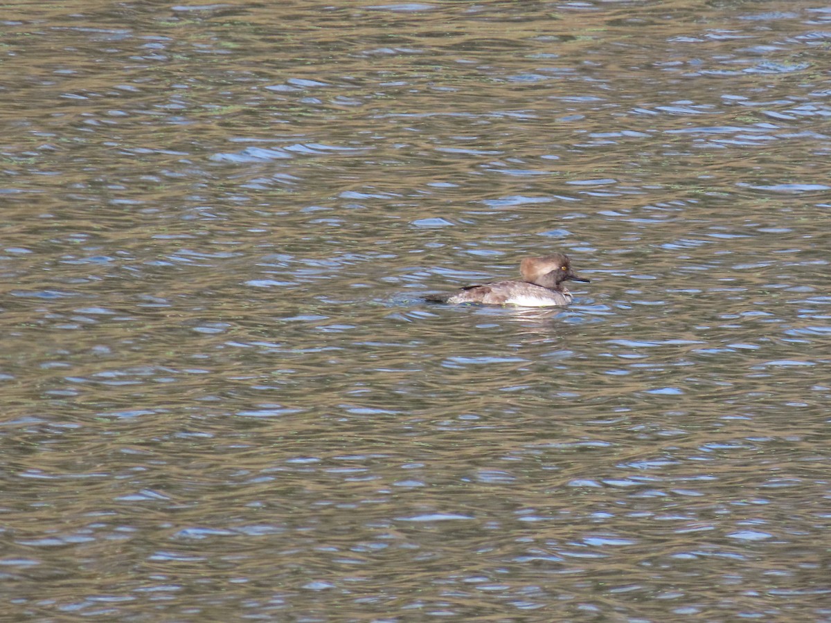 Hooded Merganser - ML645740848