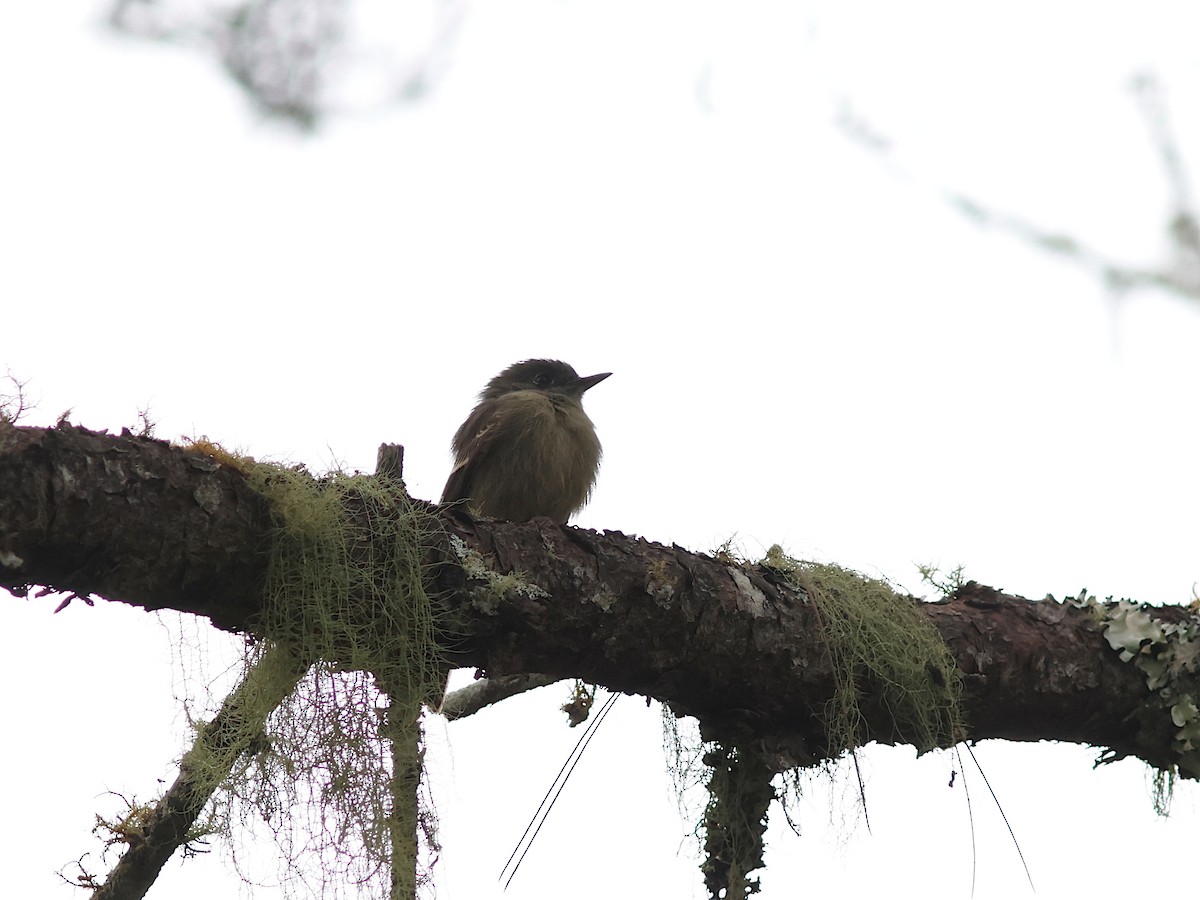 Hispaniolan Pewee - ML645740849