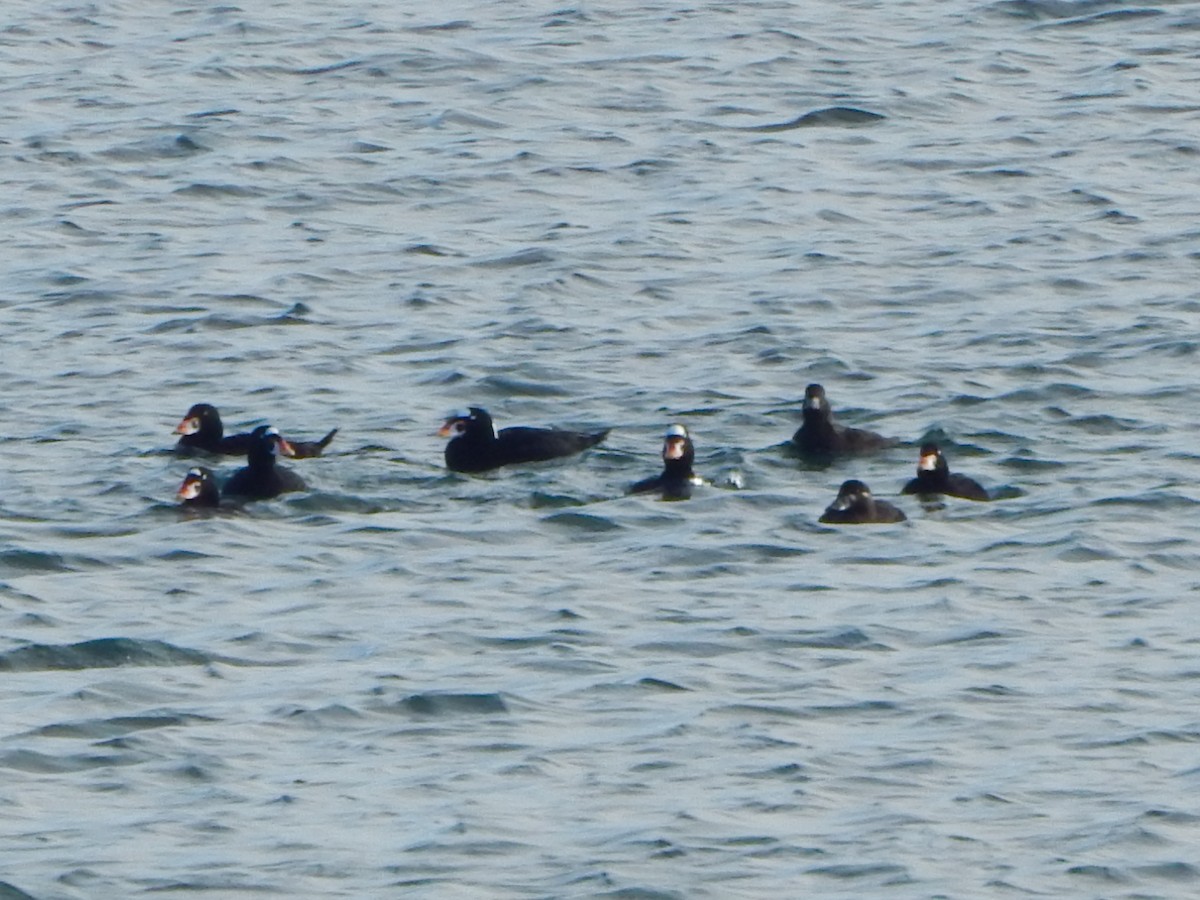 Surf Scoter - ML645740850