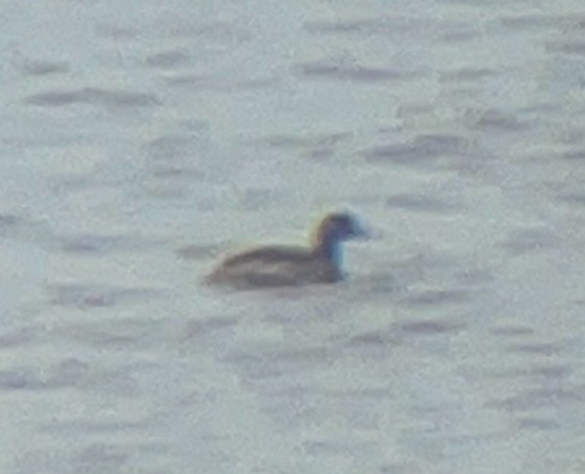 Red-necked Grebe - ML645740859