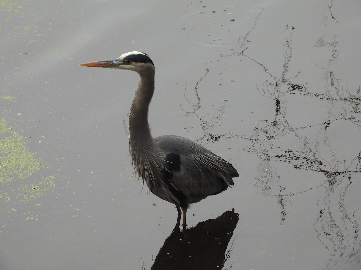 Great Blue Heron - ML645740864