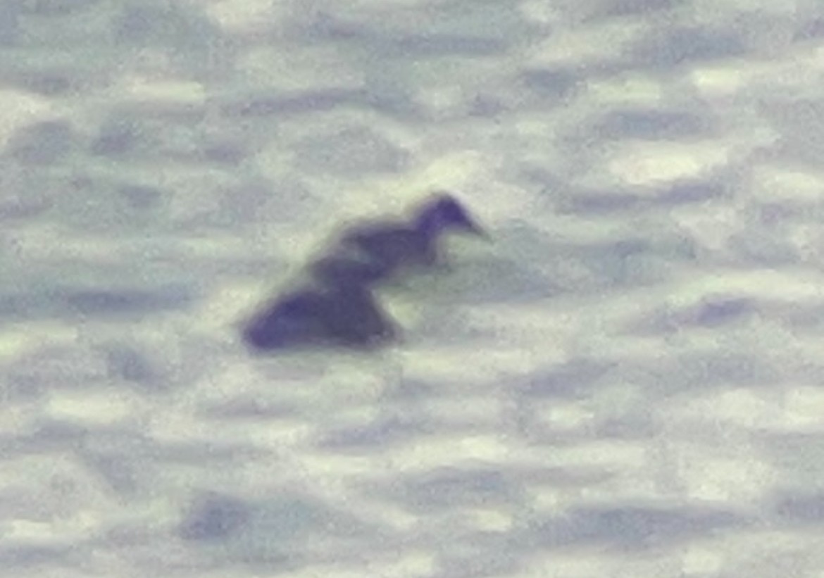 Red-necked Grebe - ML645740866