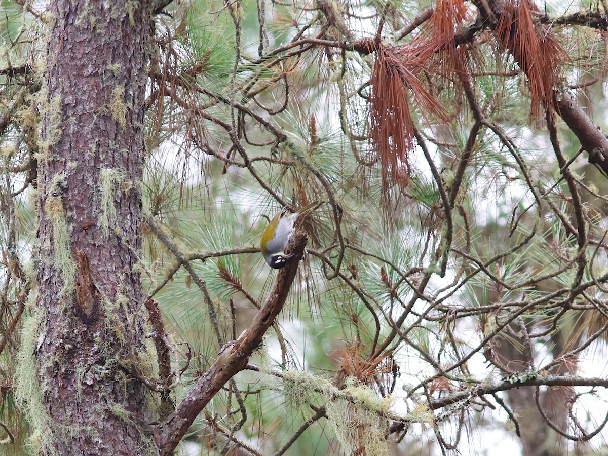 Пальмагра чорноголова - ML645740867