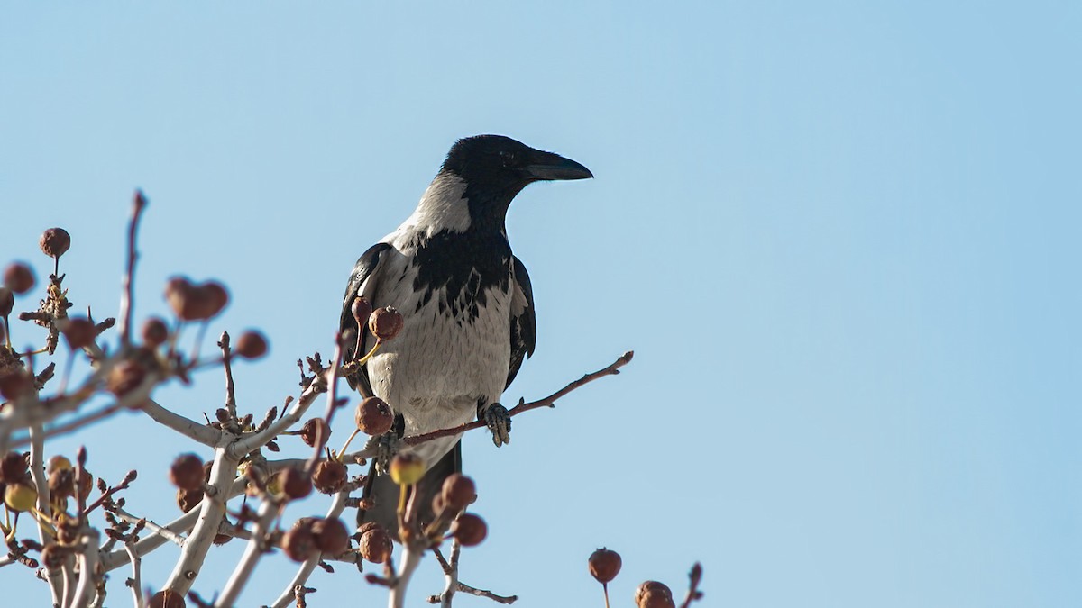 עורב אפור - ML645740882