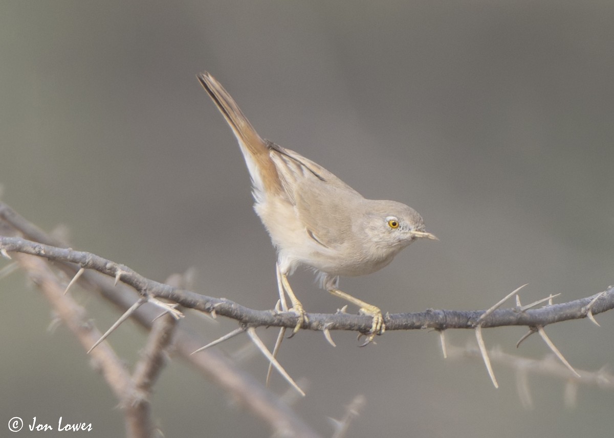 Пустынная славка - ML645740899