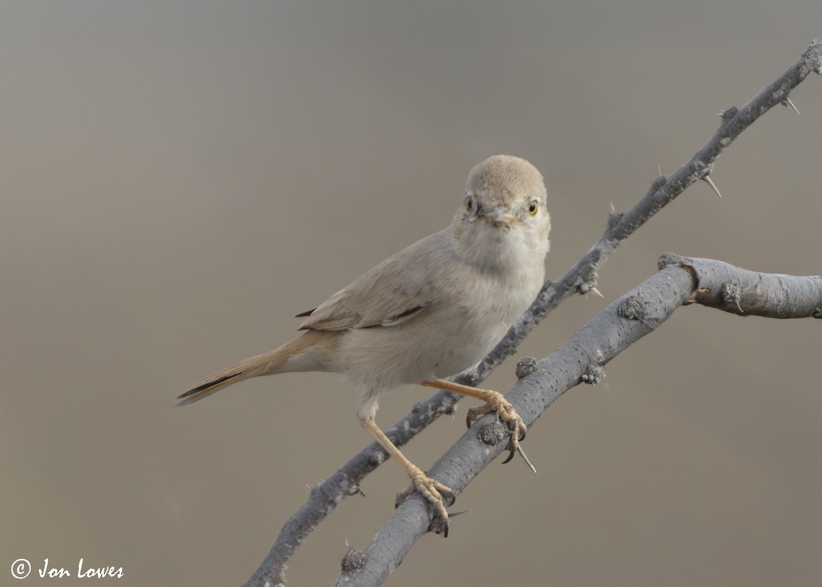 Пустынная славка - ML645740900