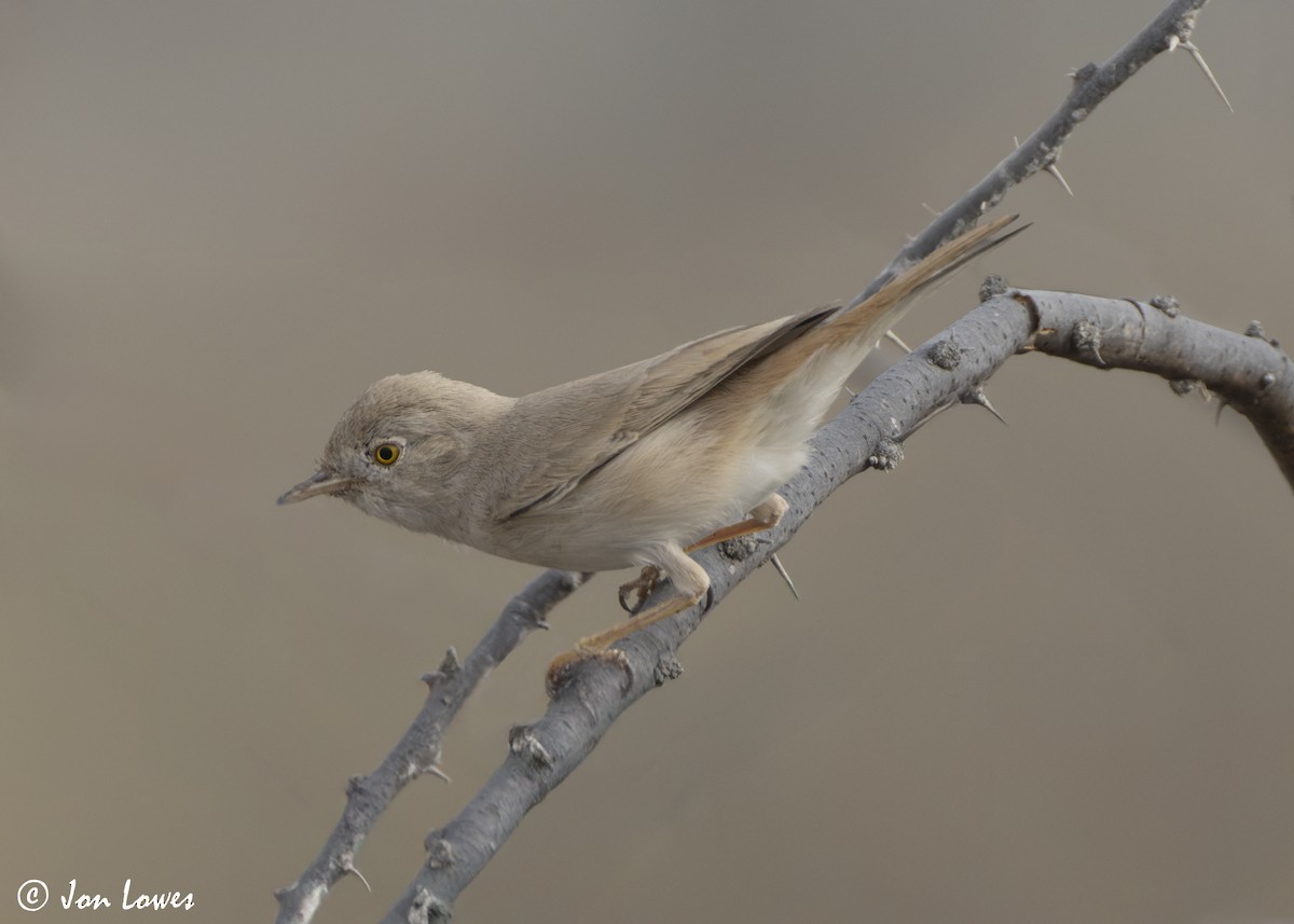 Пустынная славка - ML645740901