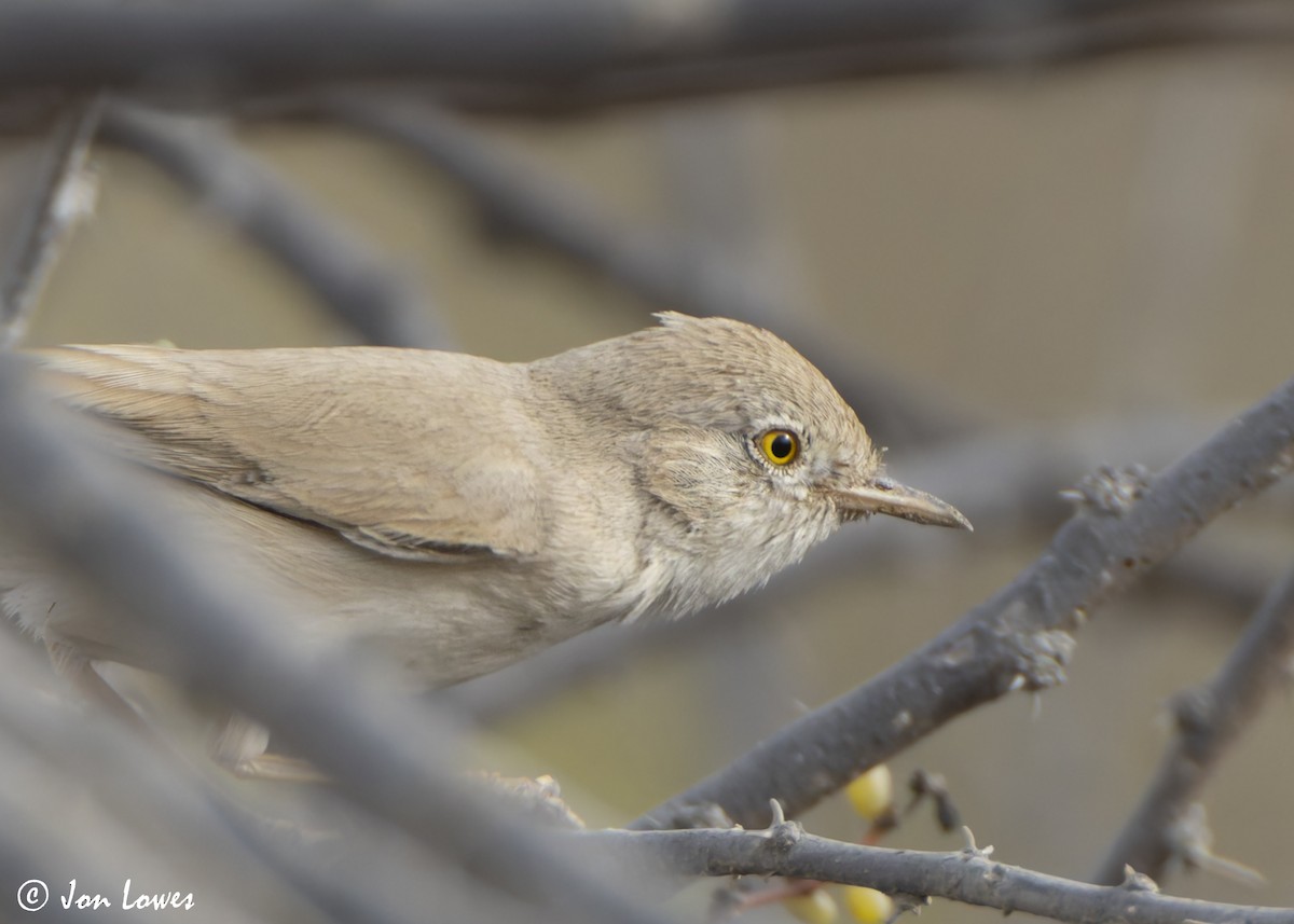 Пустынная славка - ML645740902