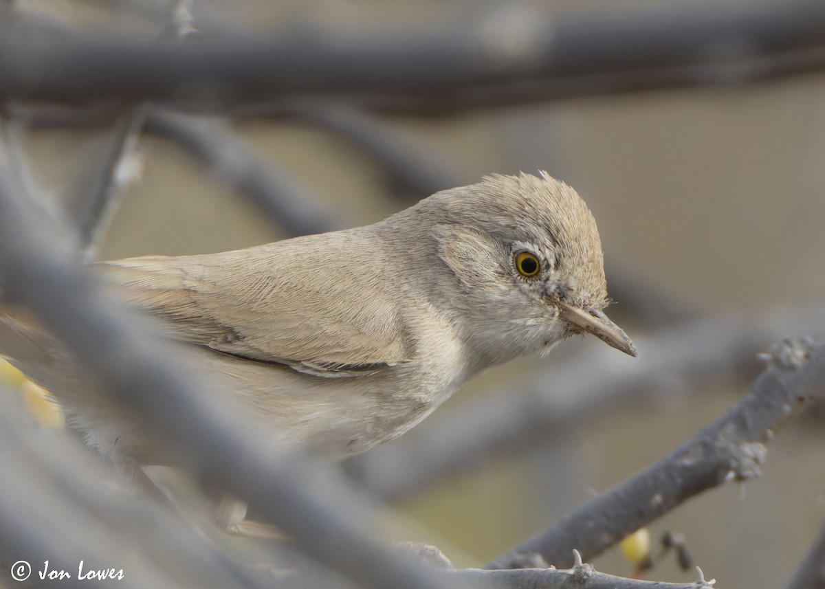 Пустынная славка - ML645740903