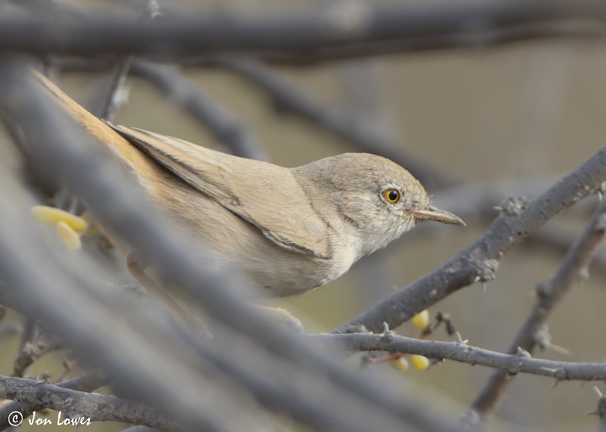 Пустынная славка - ML645740904
