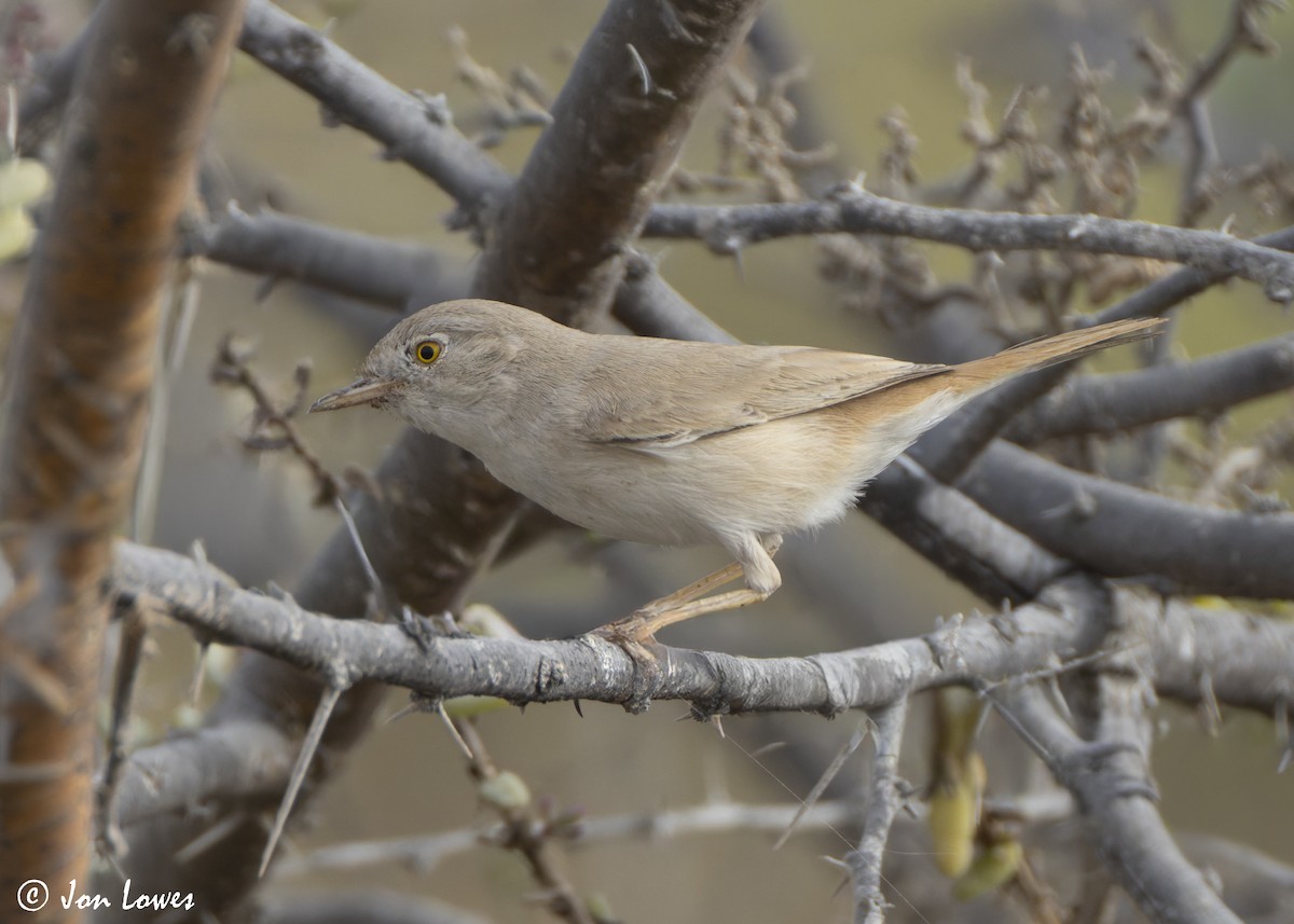 Пустынная славка - ML645740905