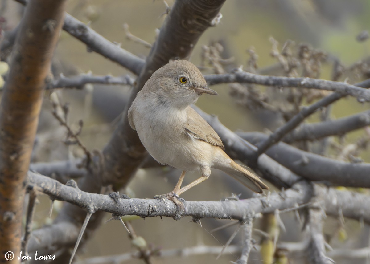 Пустынная славка - ML645740906