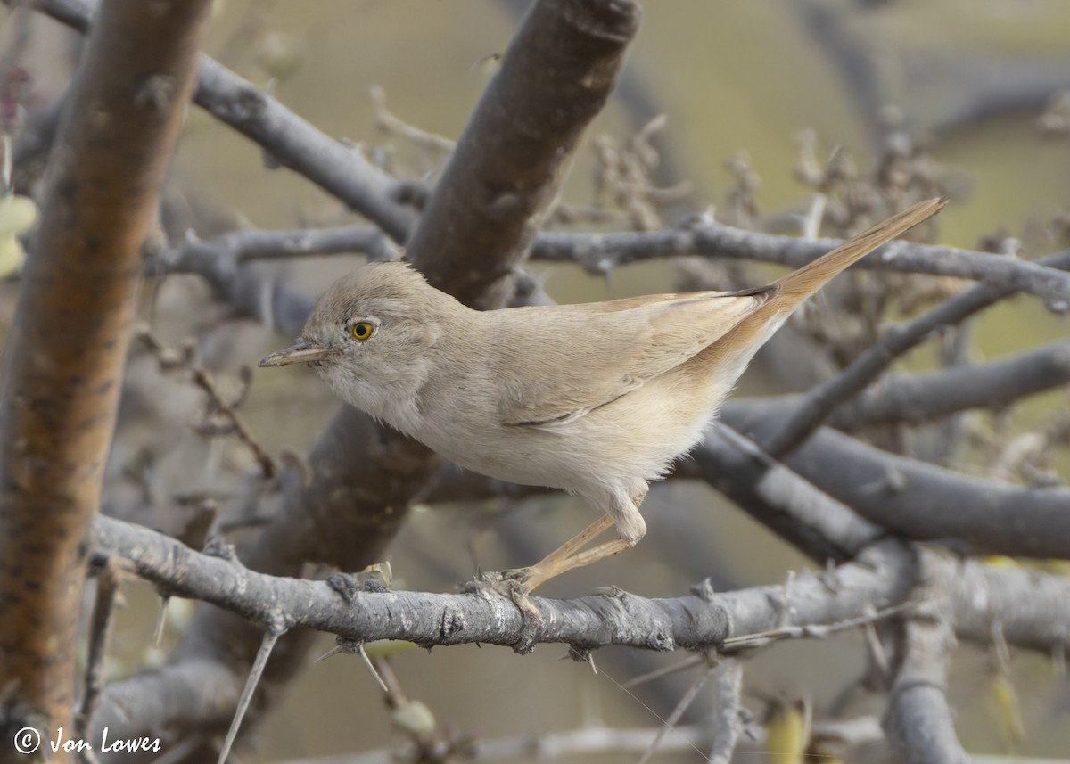 Пустынная славка - ML645740907