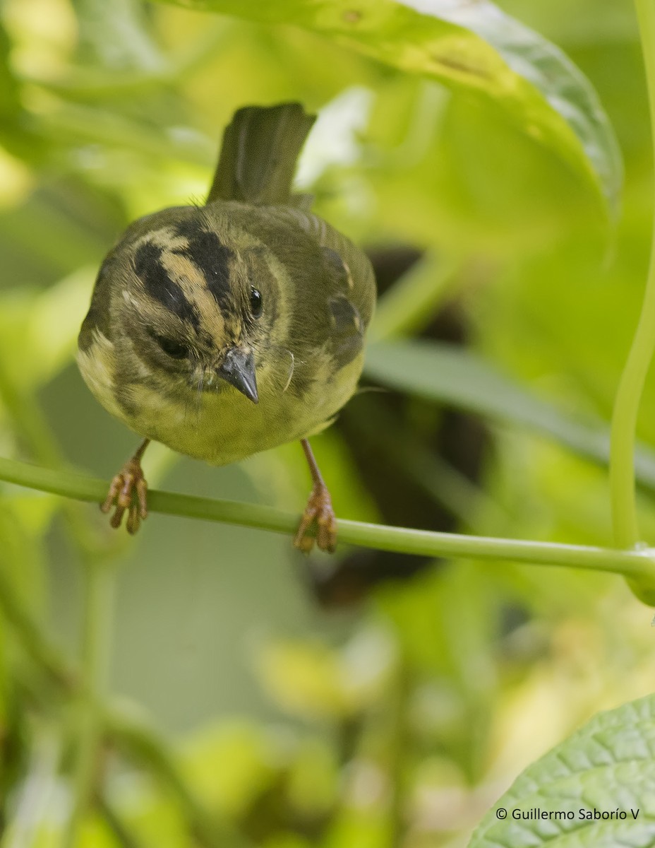 Costa Rican Warbler - Guillermo  Saborío Vega