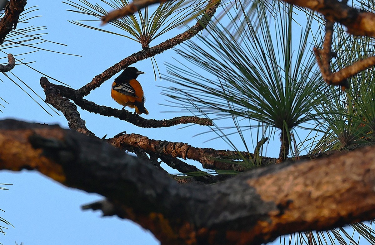 Baltimore Oriole - ML645740910