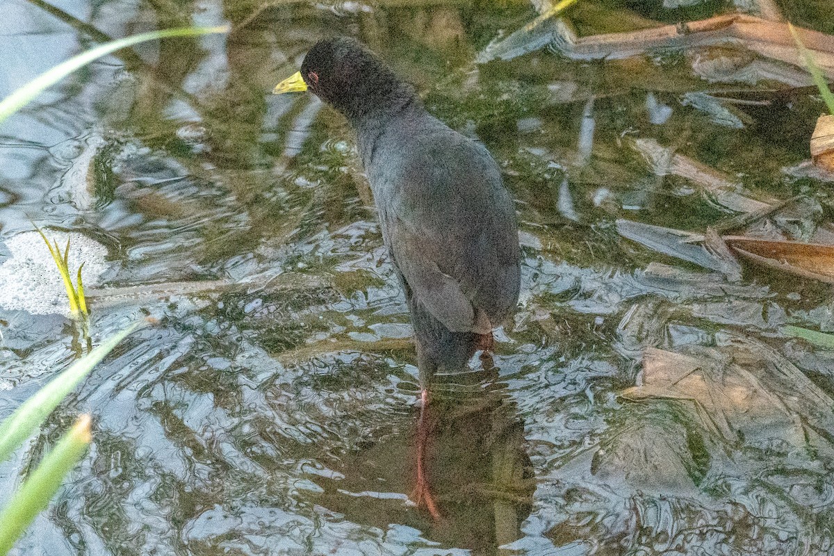 Black Crake - ML645740915
