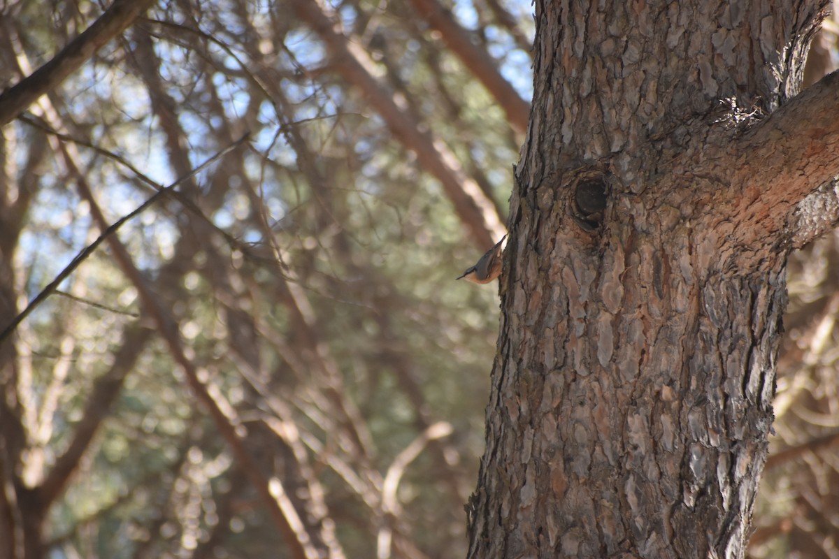 Garrapo eurasiarra - ML645740917