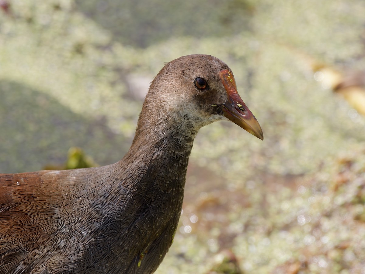 slípka americká - ML645740919