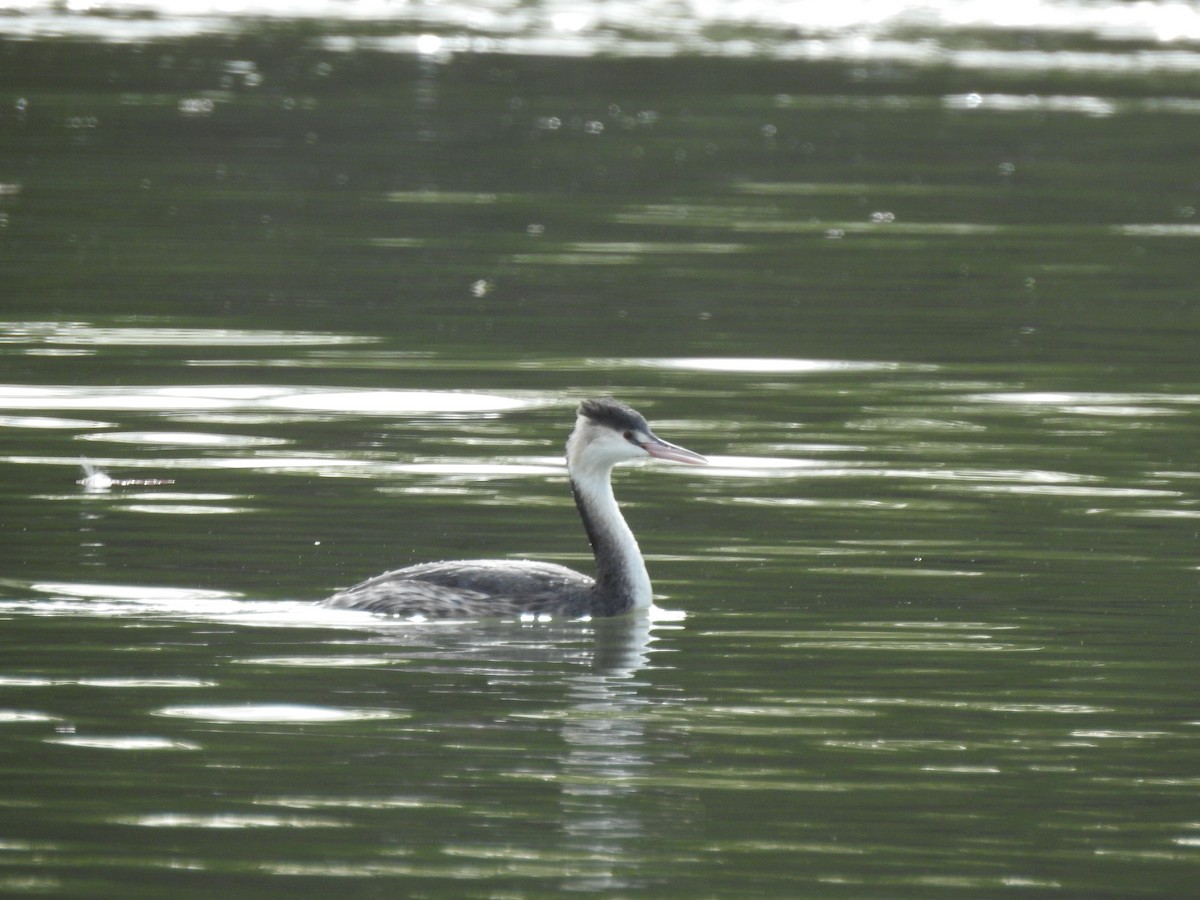 Great Crested Grebe - ML645740923