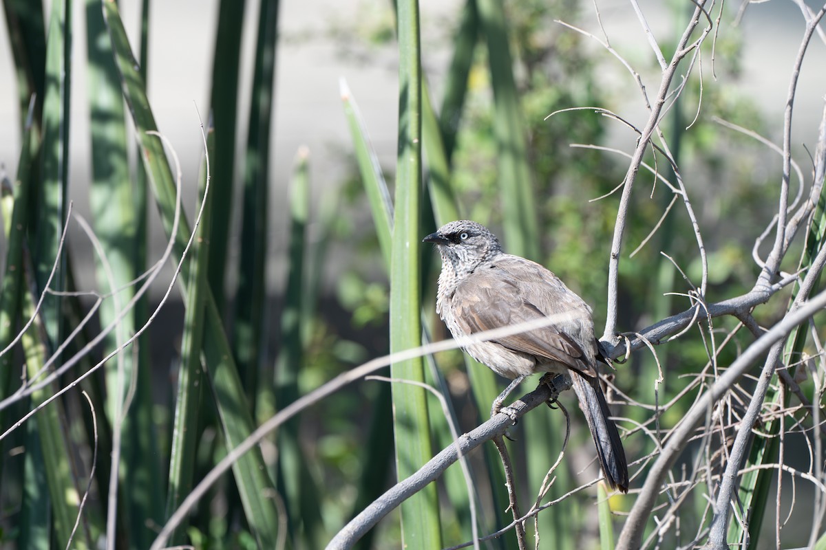 Black-lored Babbler - ML645740931