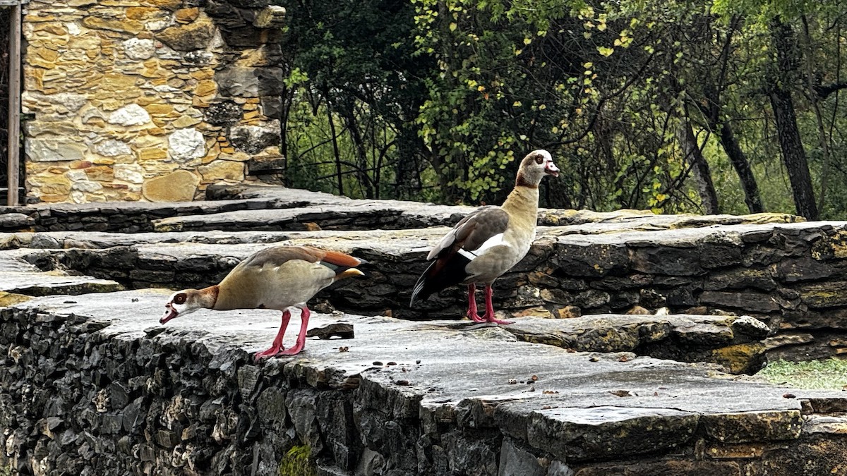 Nil Kazı - ML645740933