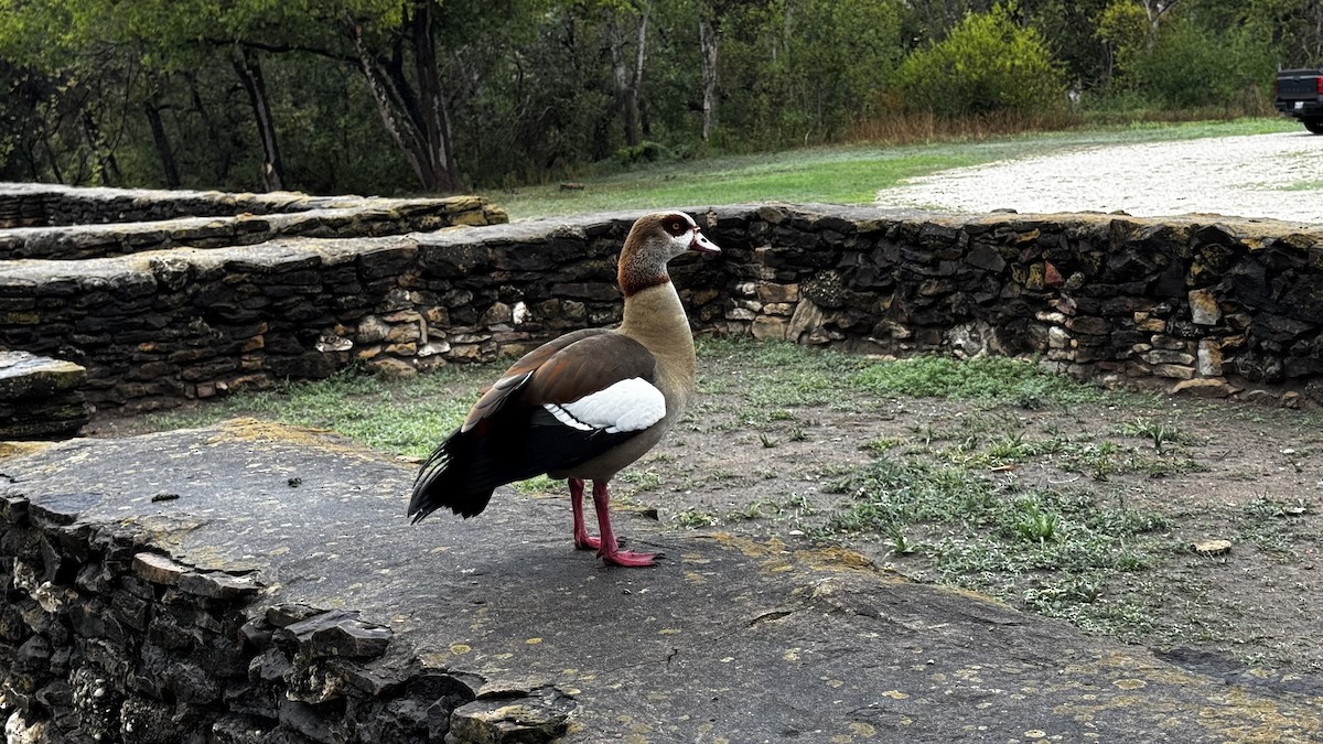 Nil Kazı - ML645740934