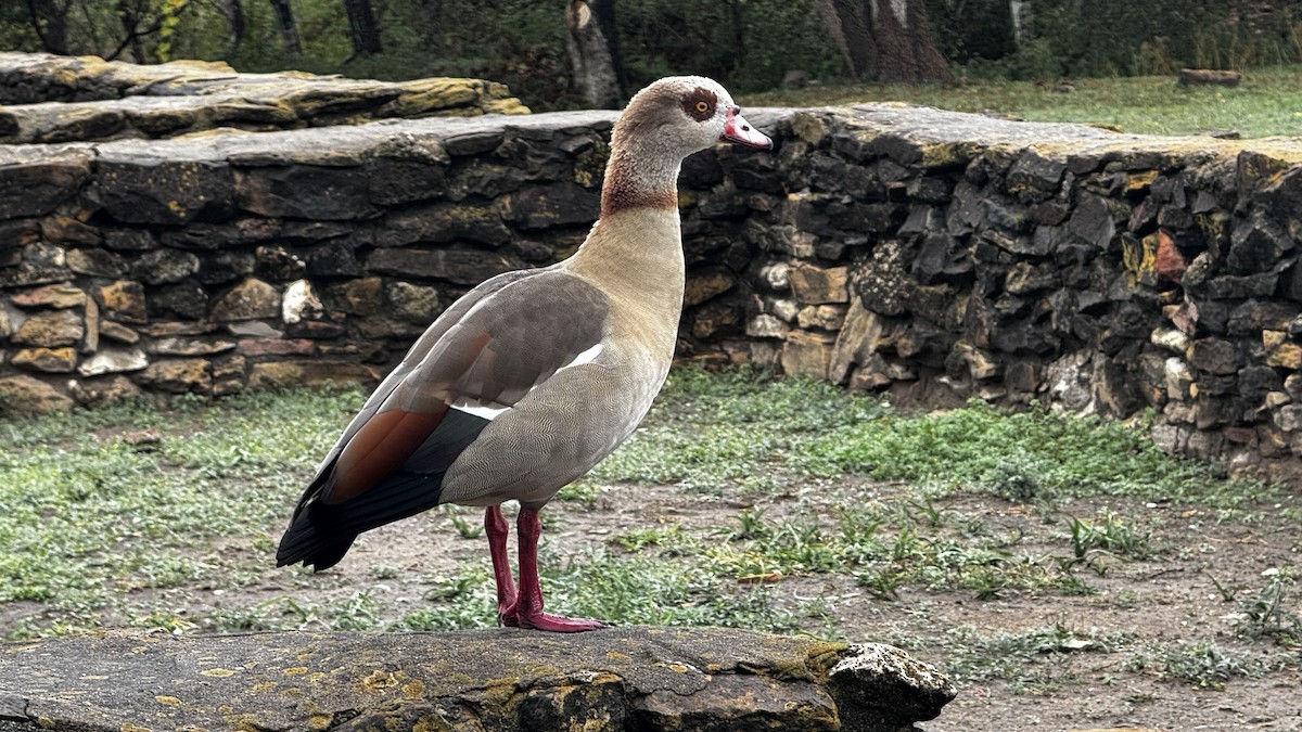 Nil Kazı - ML645740935