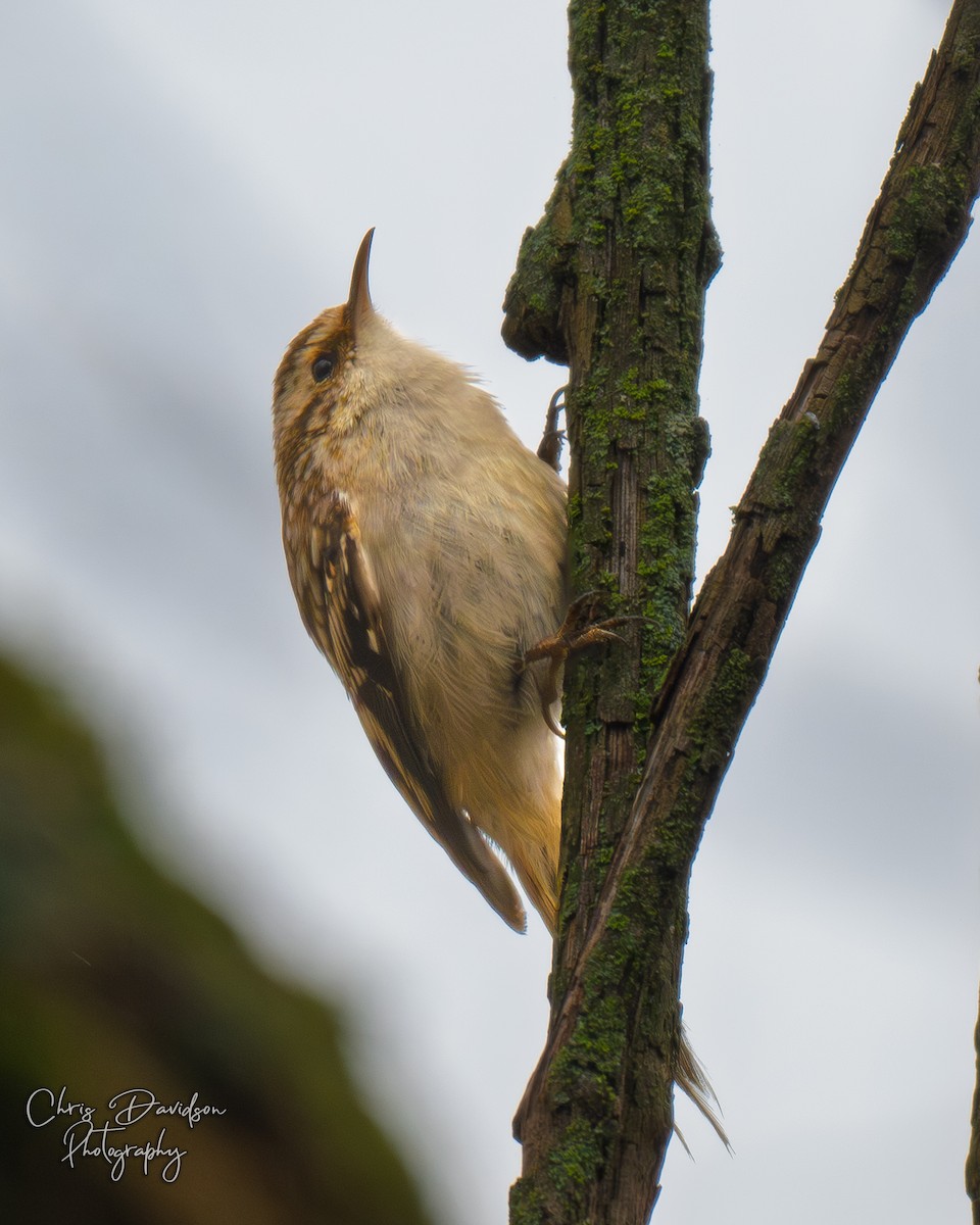 Brown Creeper - ML645740944
