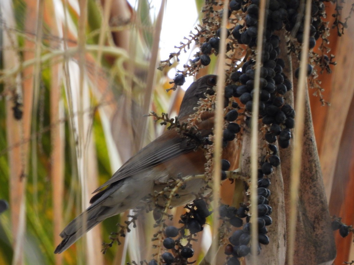 Rufous-backed Robin - ML645740946