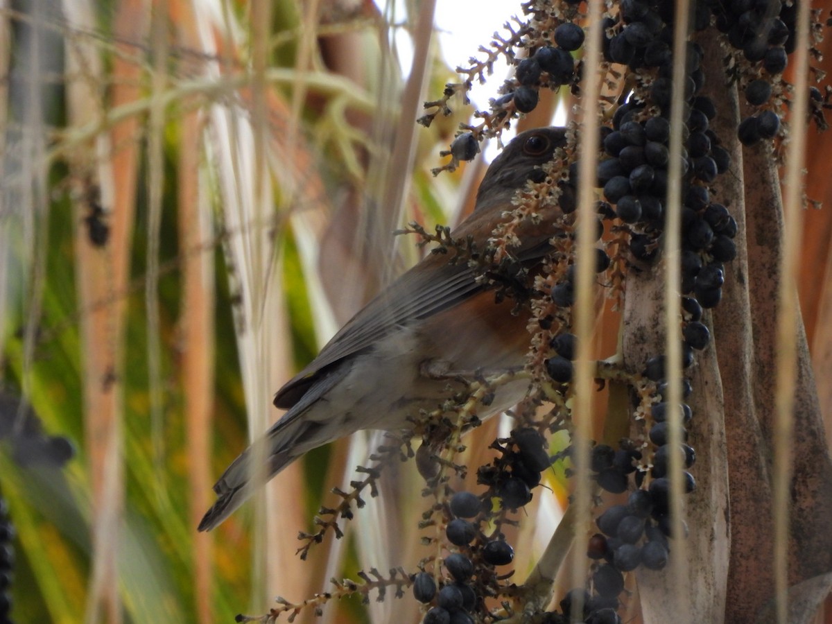 Rufous-backed Robin - ML645740949