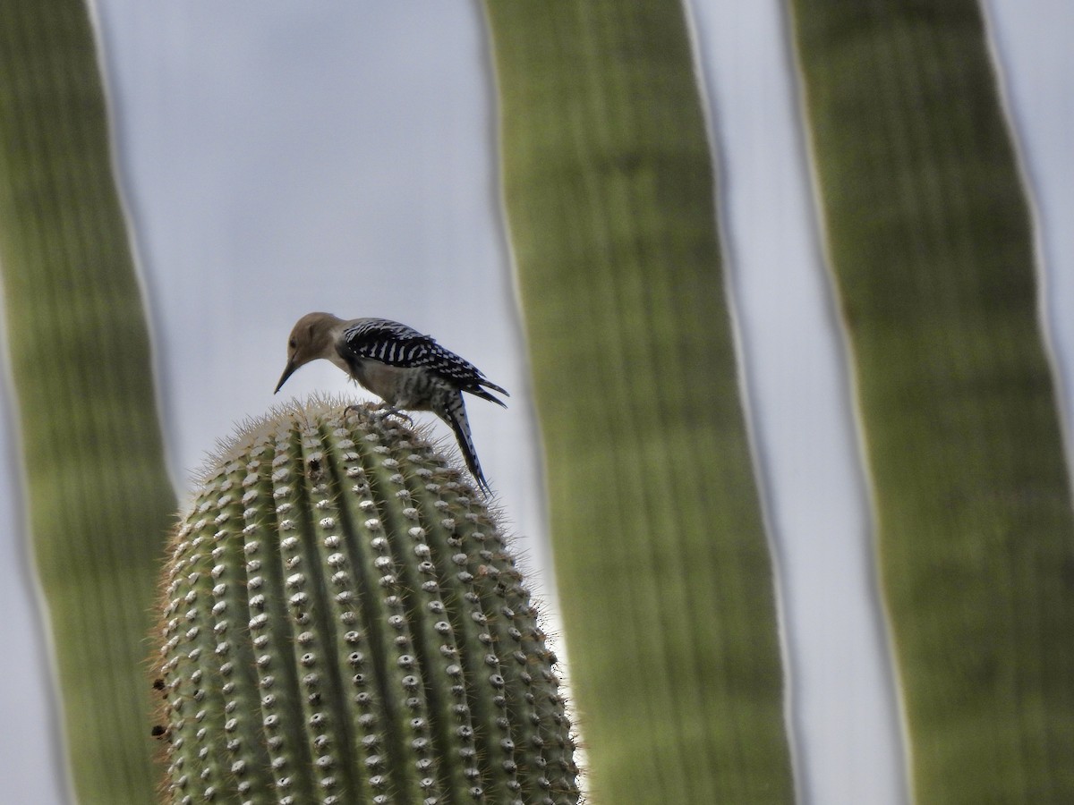 Gila Woodpecker - ML645740971