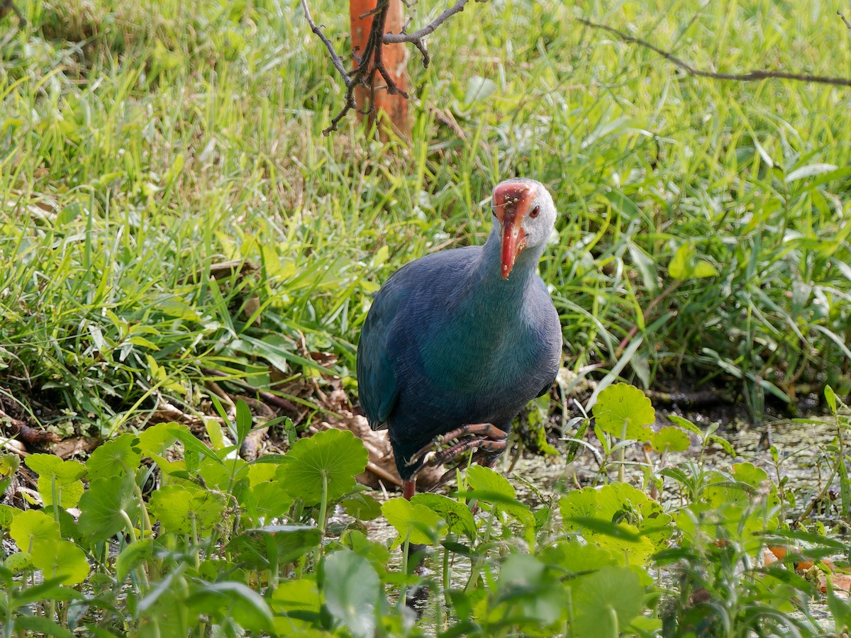 slípka šedohlavá - ML645740972