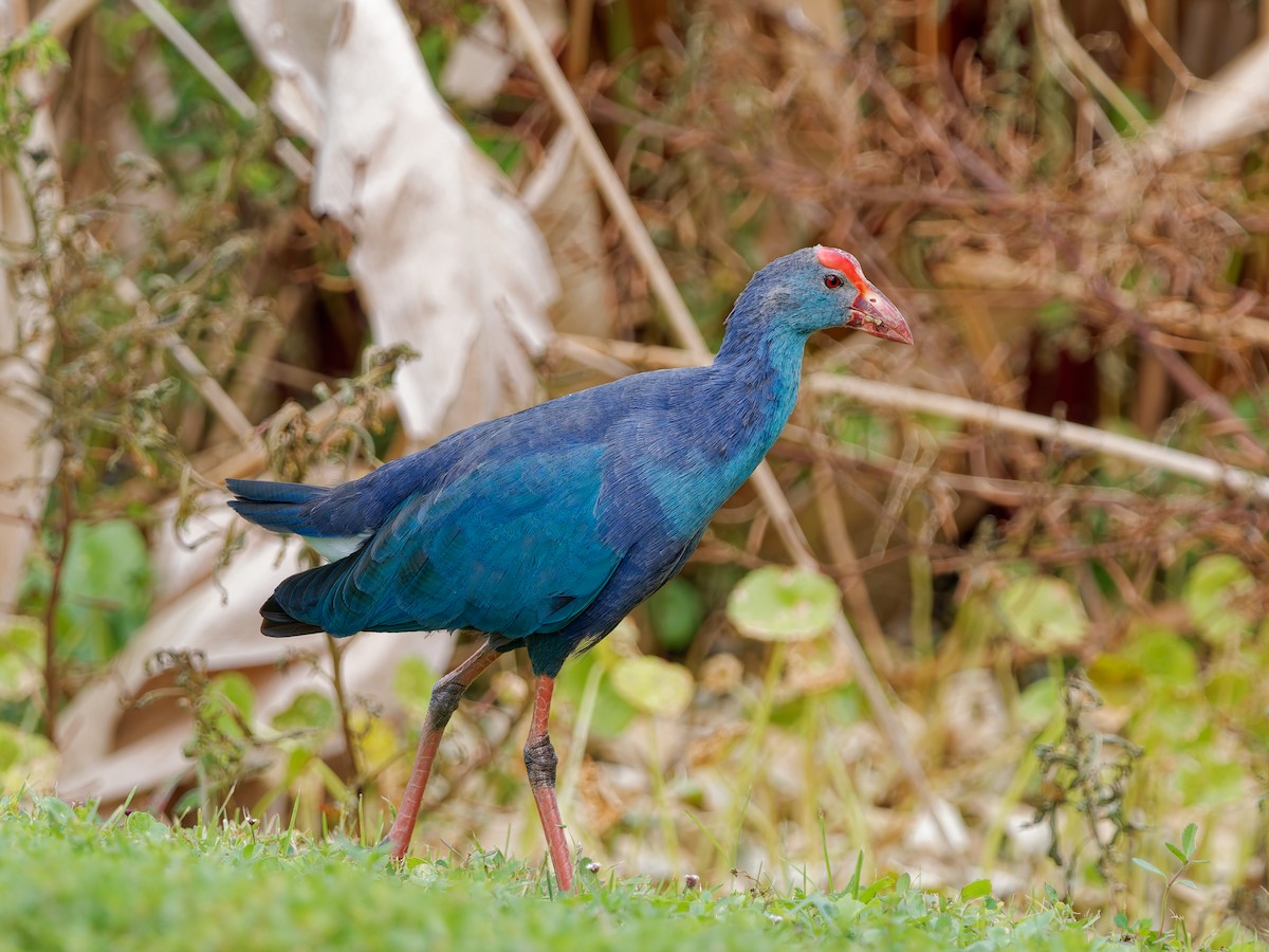 slípka šedohlavá - ML645740973